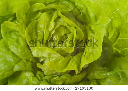 detail of green lettuce