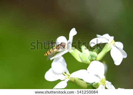 On the white flowers honey bees