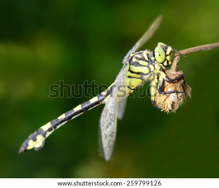 A dragonfly stay on grass shoots, close-up