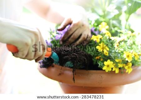 Floral composition. Female plants in pot plants forming a beautiful composition flower