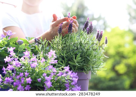 Lavender flower arrangement . Female plants in pot plants forming a beautiful composition flower
