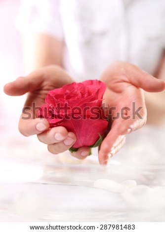 Red rose, symbol of beauty. Beautiful and delicate, feminine hands with flower red rose