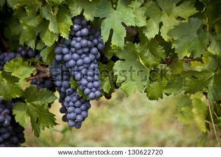 bunch of red grapes on the vine with green leaves