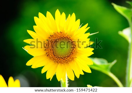 Sun flower close up on green background