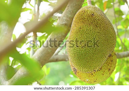jack fruit on tree and green leaf