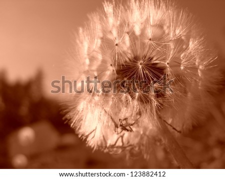 sepia color full-frontal shot of dandelion