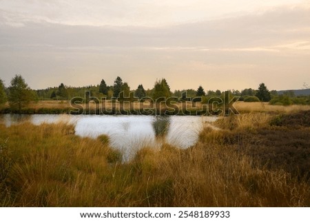 Similar – Foto Bild Nationalpark Eifel Hohes Venn mit Graslandschaft und Bäumen im Winter. Wenig Schnee liegt zwischen den dürren Grashalmen.