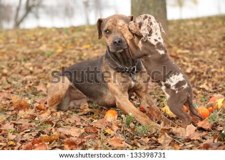Nice brown Louisiana Catahoula dog scared of parenting