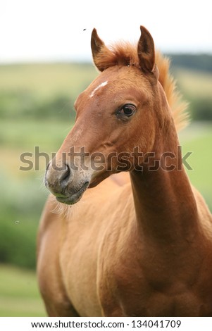 Portrait of sorrel solid paint horse foal in summer