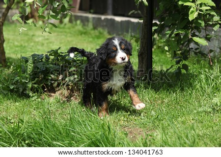 Bernese Mountain Dog puppy running in the garden