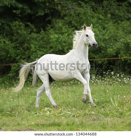 White English full blood horse running on pasturage in summer