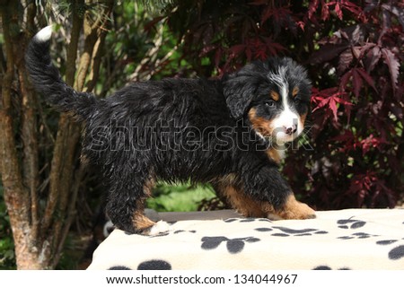 Bernese Mountain Dog puppy standing on blanket in front of dark red leaves