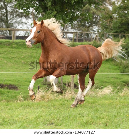 Chestnut welsh pony with blond hair running on green grass