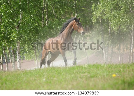 Brown horse running in the dust in front of the forest