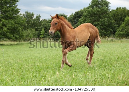 Filly of sorrel solid paint horse running in summer