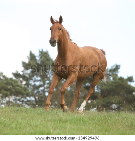 Nice chestnut horse running in freedom on summer