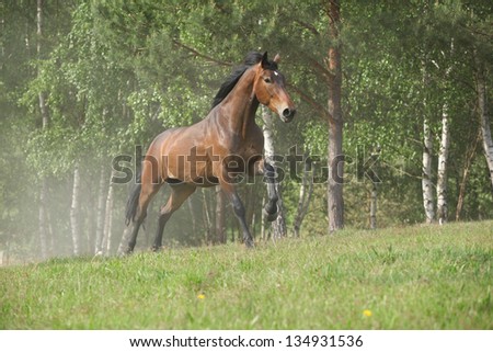 Brown horse running and making some dust in front of the forest in summer