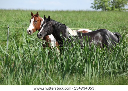 Two paint horses on pasturage behind high grass in spring