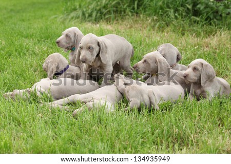 Group of Weimaraner Vorsterhund puppies together in the grass