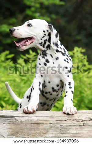Gorgeous dalmatian puppy smiling on some stock in the garden