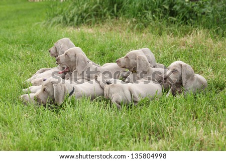 Group of Weimaraner Vorsterhund puppies lying in the grass
