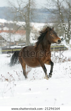 Brown horse running on the snow