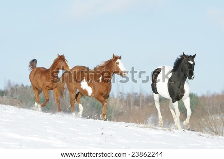 Three paint horses running