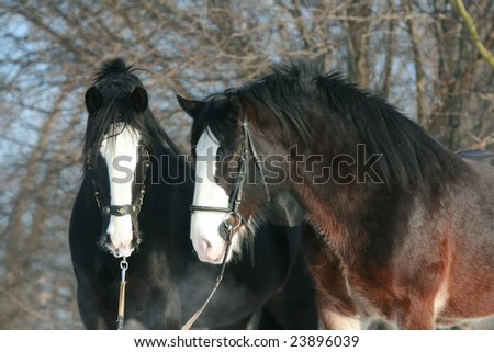 Couple of shire horses