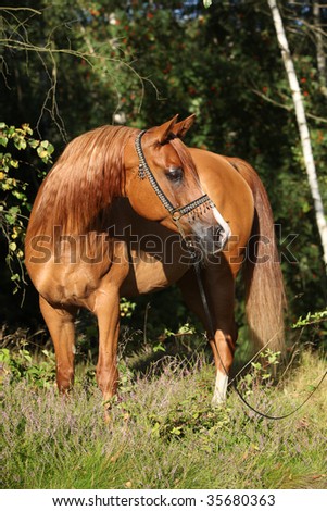 Nice arabian horse in the forest