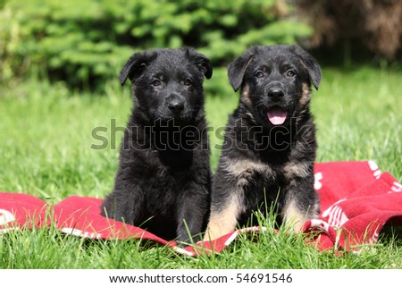 Two lovely puppies of German shepherd