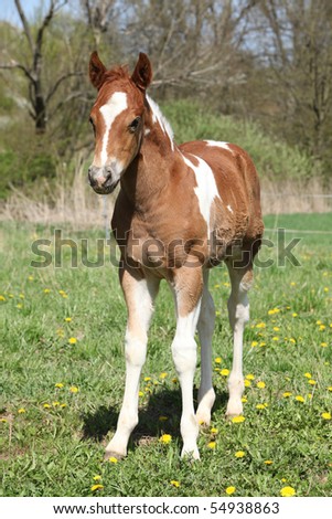 Lovely paint horse foal looking