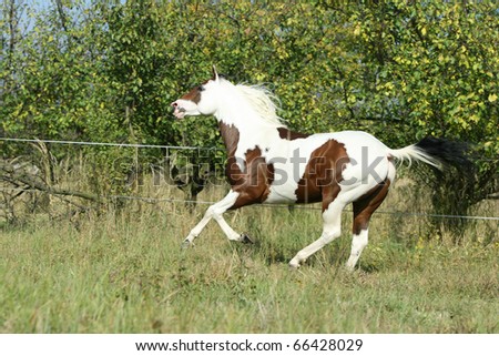 Paint horse stallion running