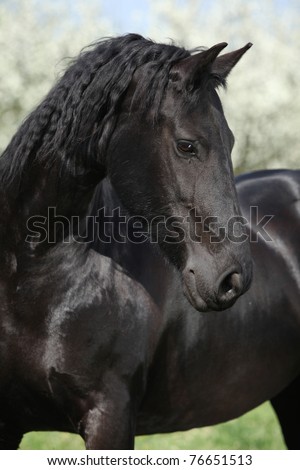 Nice black horse looking in front of flowering plum trees