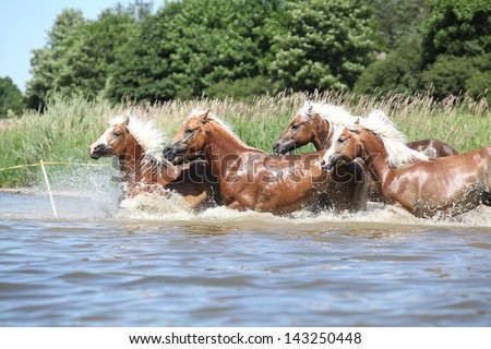 Batch of young chestnut horses running in the water