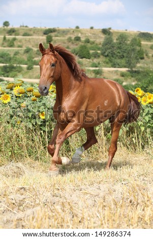 Beautiful horse running in front of sunflowers on some field