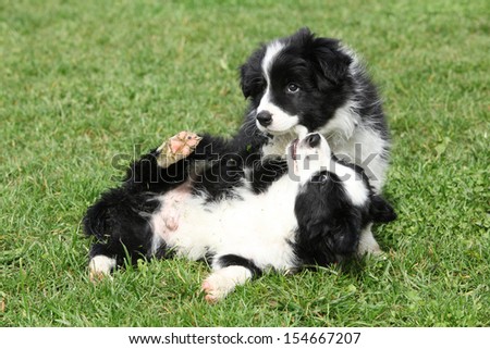Adorable border collie puppies playing in the garden