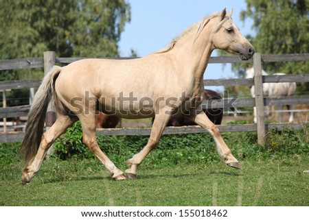 Beautiful palomino welsh cob mare wunning on pasturage