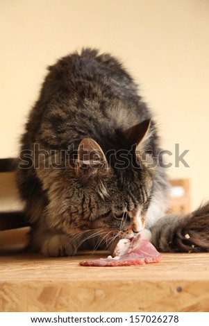 Beautiful cat eating fresh meat outside