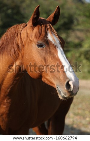 Portrait of beautiful chestnut quarter horse on pasturage in autumn