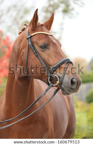 Nice big horse with perfect hair style in autumn