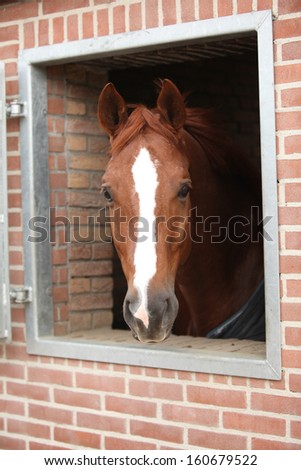 Nice big horse looking at you from stable