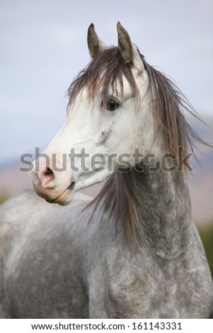 Nice grey arabian stallion with long mane in autumn