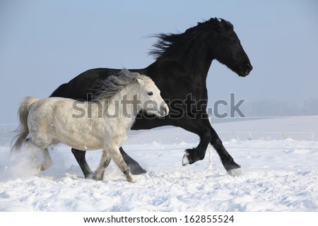 Black horse and white pony running together in winter