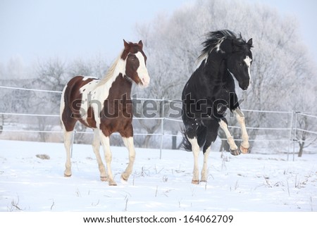 Two paint horses playing on snow in cold winter