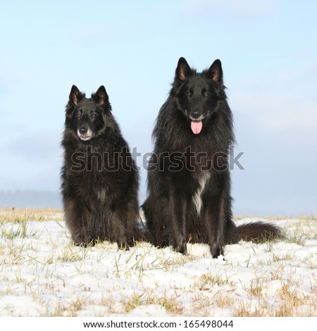 Two amazing Groenendaels, ten years old bitch with six years old son, sitting in winter