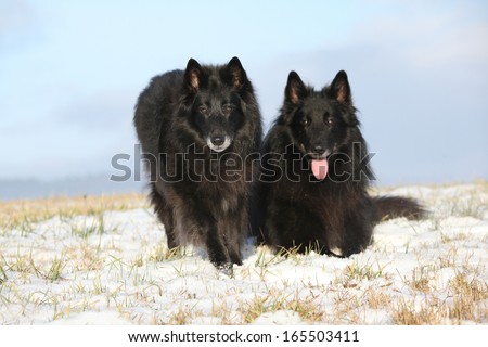 Ten years old bitch of Groenendael looking at you in front of six years old son in winter