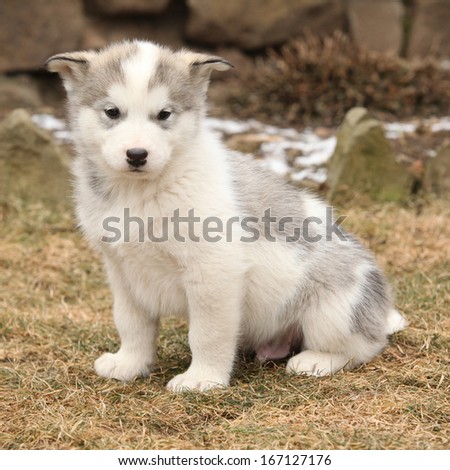 Alaskan Malamute puppy in front of some snow in the garden
