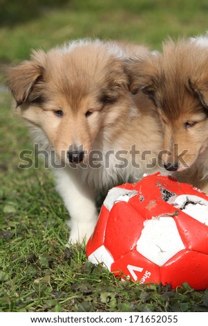 Gorgeous Scotch Collie puppies playing in the garden