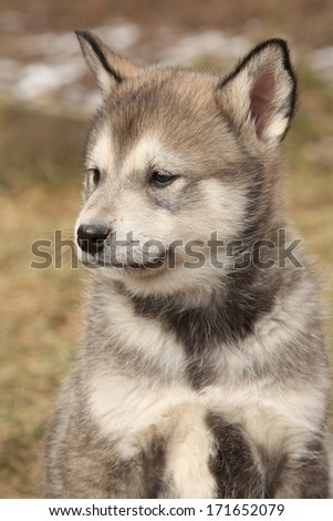 Portrait of Alaskan Malamute puppy sitting in springs garden