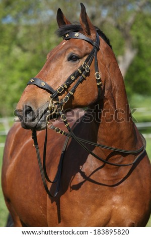 Amazing brown horse with beautiful bridle looking at you